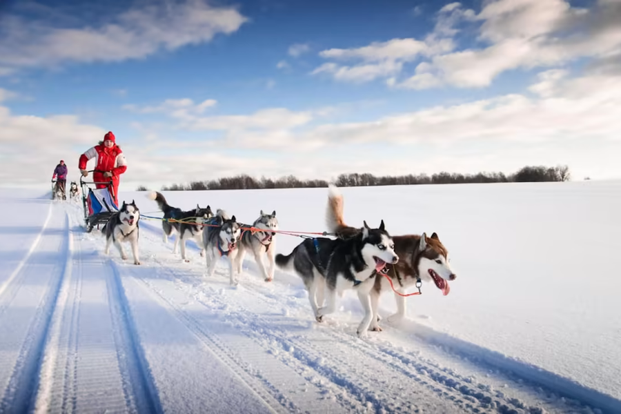 Mushing